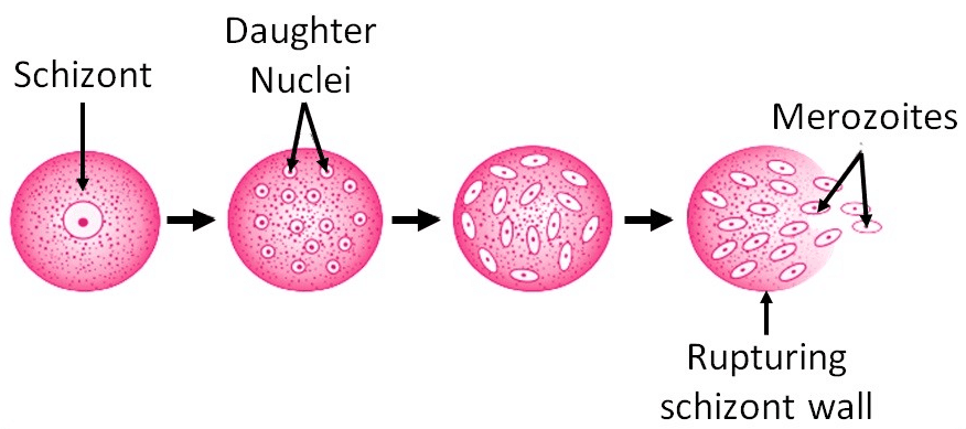 Olympiad Notes: How do Organisms Reproduce? | Science Class 10