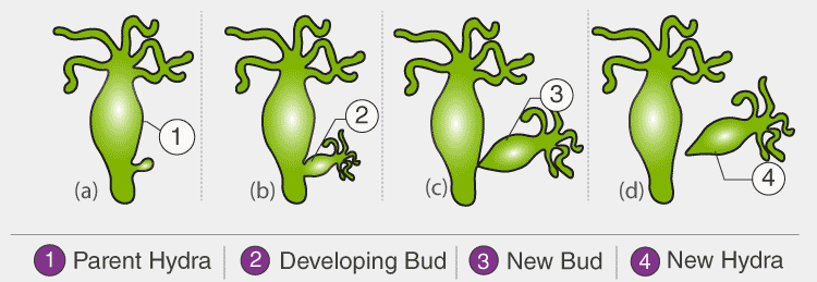 Diagram Based Questions: How do Organisms Reproduce? | Science Class 10