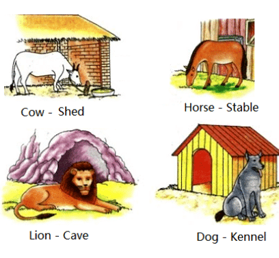 Human Needs Chapter Notes | Science Olympiad Class 4
