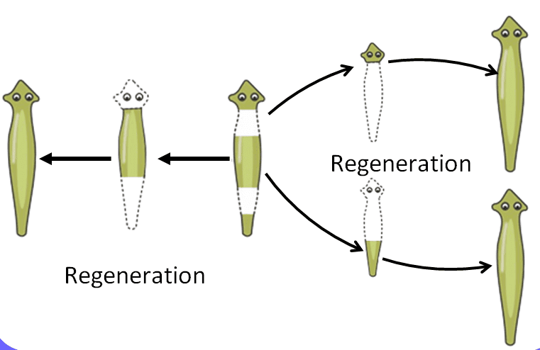 Diagram Based Questions: How do Organisms Reproduce? | Science Class 10