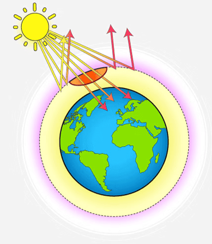Unit Test (Solutions): Our Environment | Science Class 10