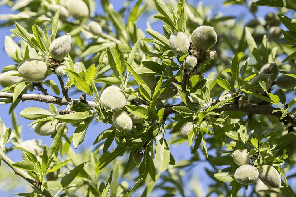 Almond tree