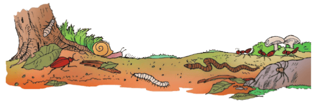 Plants and Animals Live Together Chapter Notes | EVS Class 3: The World around us (Our Wondrous World)