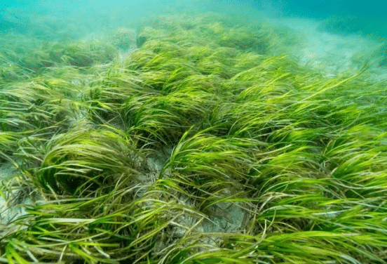 Eelgrass