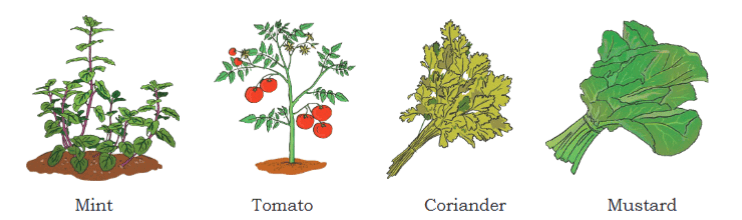 Herbs