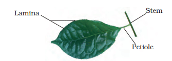 NCERT Summary: Getting to Know Plants | Science for Grade 6