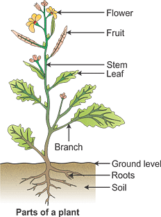 NCERT Summary: Getting to Know Plants | Science for Grade 6