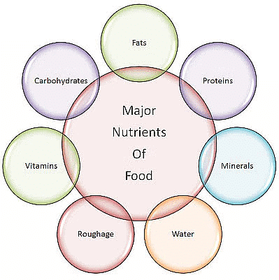 Class 6 Science Chapter 1 Question Answers - Components of Food