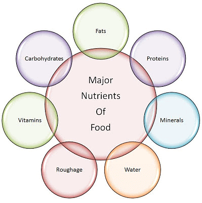 NCERT Summary: Components of Food | Class 6 All Subjects (Old NCERT)
