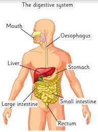 Digestive System - 2 Class 6 Worksheet Science
