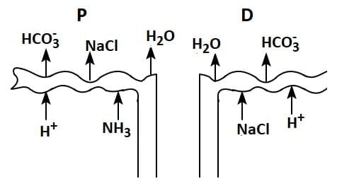 NEET Previous Year Questions (2016-2025): Excretory Products & their Elimination | Biology Class 11