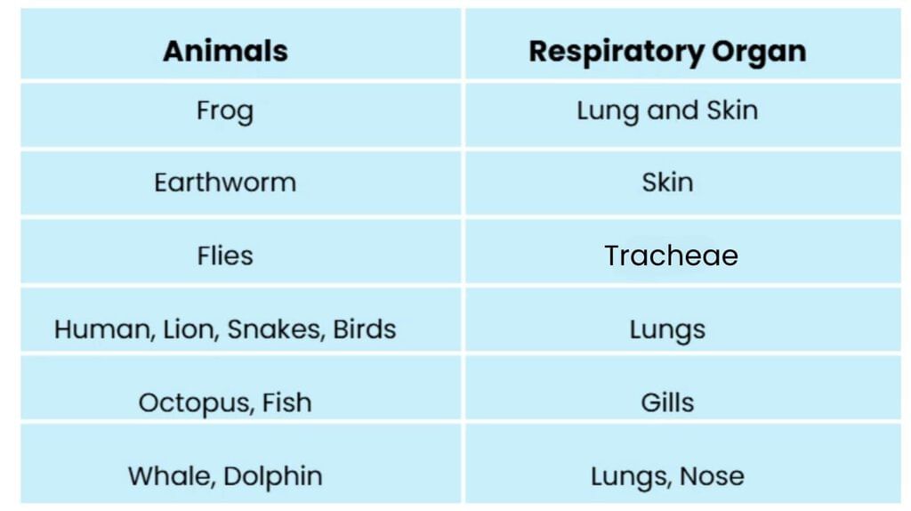 Notes: Animal Kingdom | EVS & Pedagogy Paper 1 for CTET & TET Exams - CTET & State TET