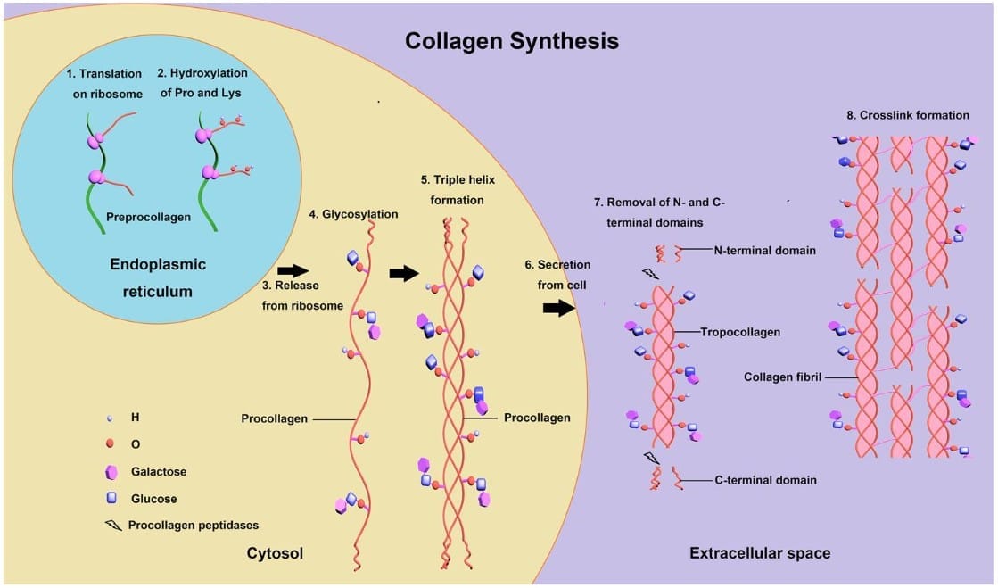 Collagen: Types, Synthesis and Disorders