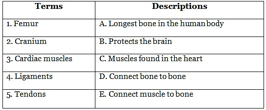 Worksheet: Skeletal & Muscular System - 2 | Science Class 5