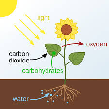 Class 5 Science - Living Things - CBSE Worksheets - 1