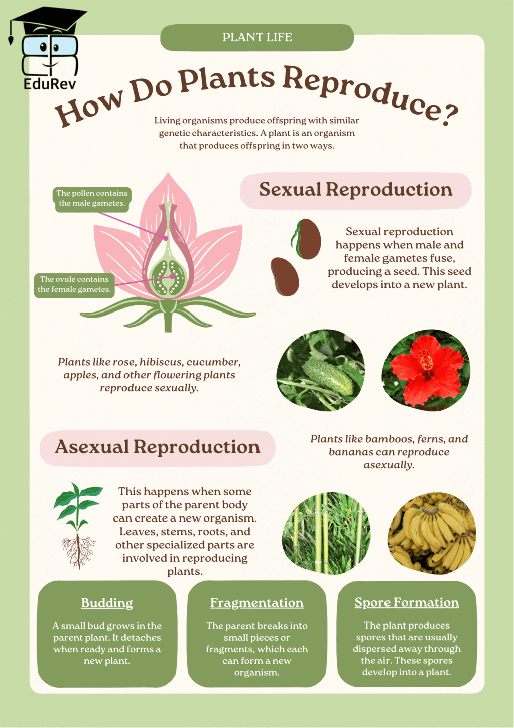 Learning Poster: Plant Life | Science Class 5