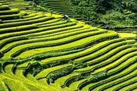 Fig:  Terrace farming