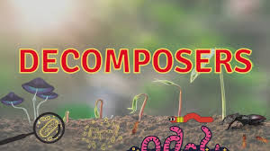 Ecosystem: Interdependence in Nature - 2 Class 5 Worksheet Science
