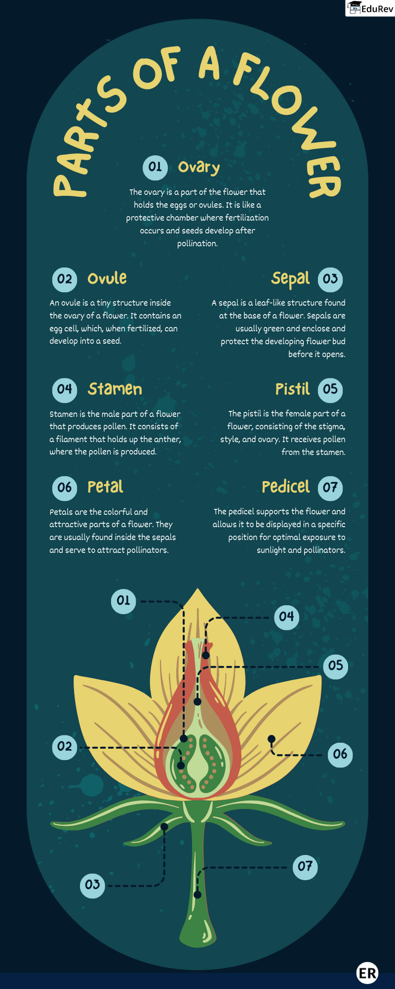 Learn at a Glance: Parts of Flowers | Science Class 5