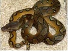 Reticulated python is the world largest snake 