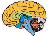 Science Olympiad Previous Year Questions - 2 | Science Olympiad for Class 5