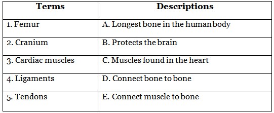 Worksheet Solutions: Skeletal & Muscular System - 2 | Science Class 5