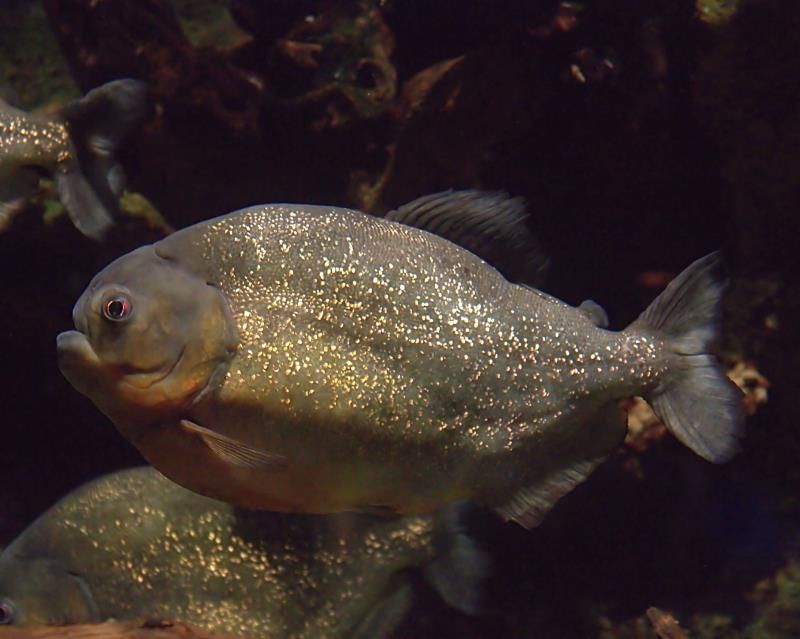 Fig: The most dangerous and aggresive fish : Piranha fish