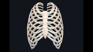 Worksheet: Skeletal & Muscular System - 2 | Science Class 5