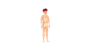 Skeletal and Muscular System - 1 Class 5 Worksheet Science