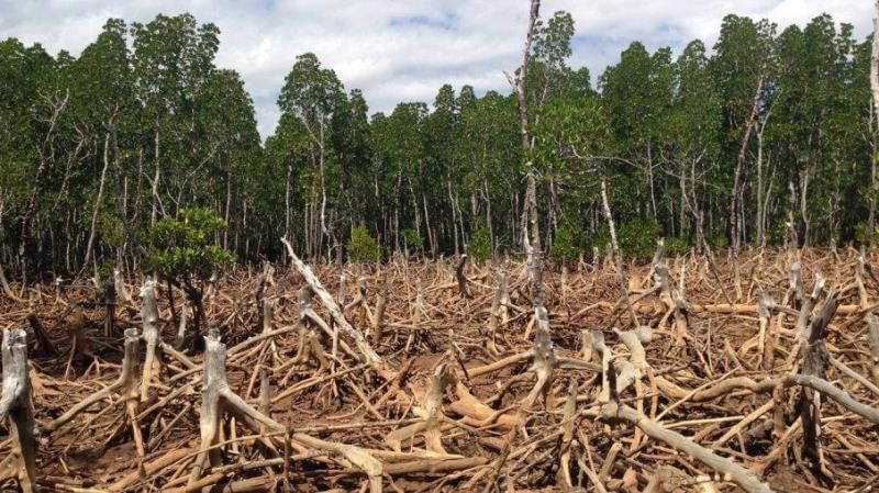 Fig: Deforestation