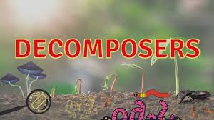 Ecosystem: Interdependence in Nature - 2 Class 5 Worksheet Science