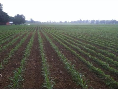 Fig: Strip ploughing