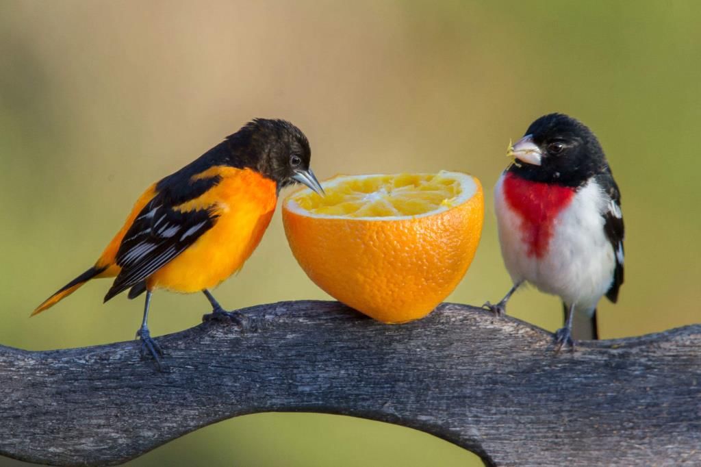 Fig: Birds