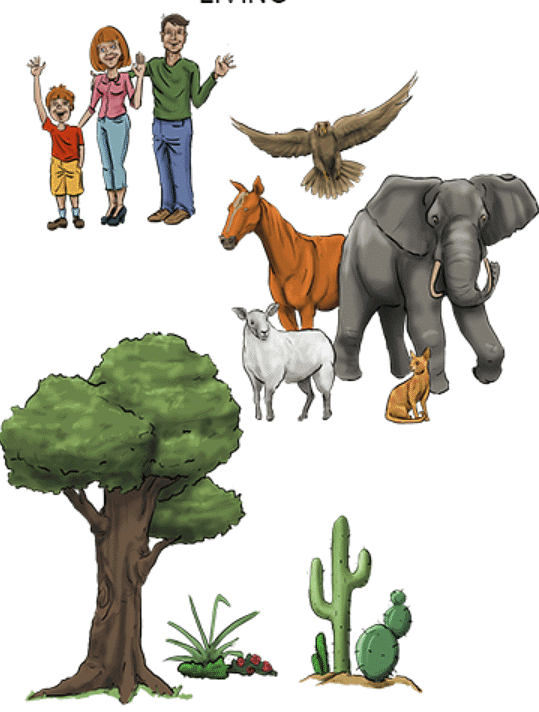Differences between Living & Non-Living things | Science Class 5