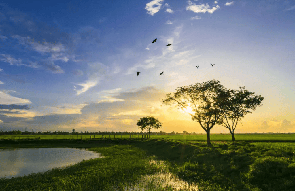 Olympiad Notes: Natural Resources | Science Olympiad for Class 5