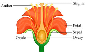 Class 5 Science - Plant Life - CBSE Worksheets Solutions - 2