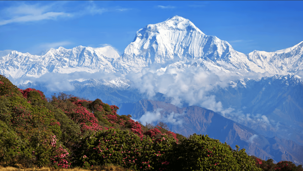 Olympiad Notes: Indian Heritage | Science Olympiad for Class 5