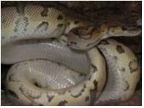 Snake undergoing molting process  