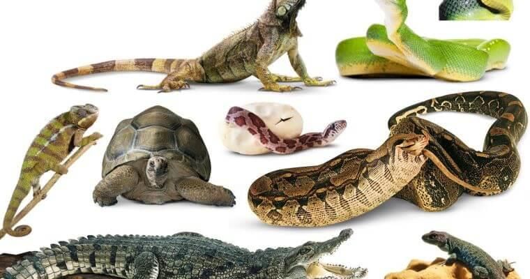 Fig: Reptiles