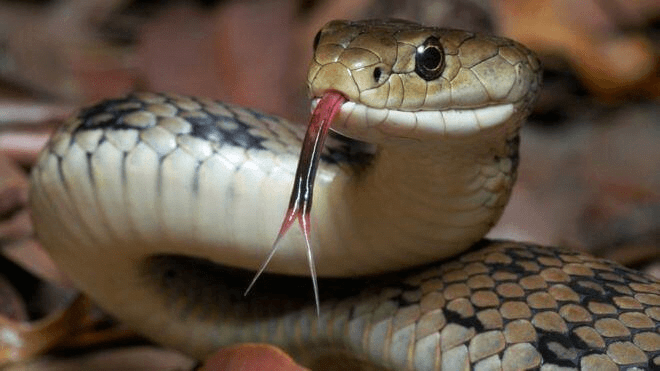 Fig: A Snake