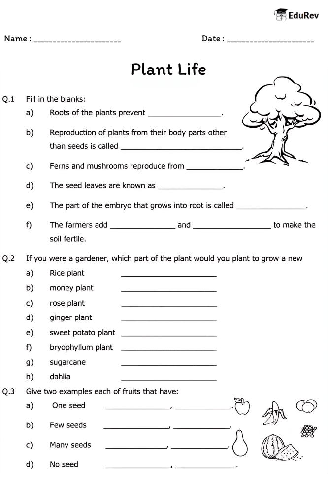 Printable Worksheet: Plant Life | Science Class 5