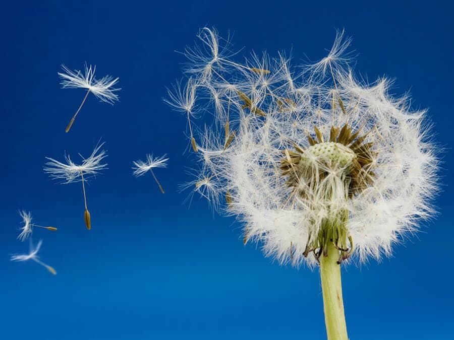 How does a Plant Grow from the Seed? | Science Class 5