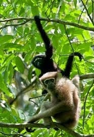 Hollongapar Gibbon Wildlife Sanctuary