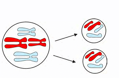 The Fundamental Unit of Life Class 9 Notes Science Chapter 5