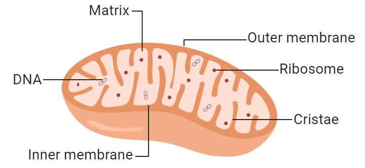 The Fundamental Unit of Life Class 9 Notes Science Chapter 5