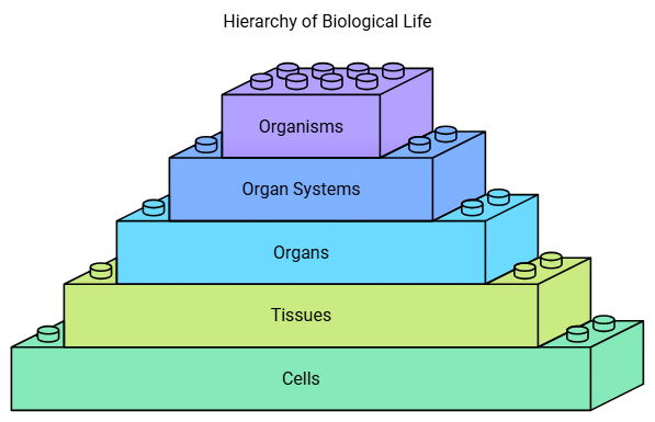 Important Diagrams: Cell - The Unit of Life | Biology Class 11 - NEET