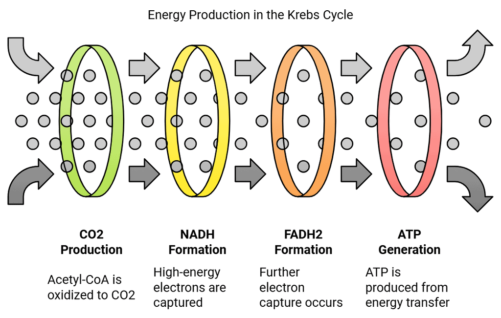 Krebs Cycle or Citric Acid Cycle: Steps, Products & Significance | Biology Class 11 - NEET