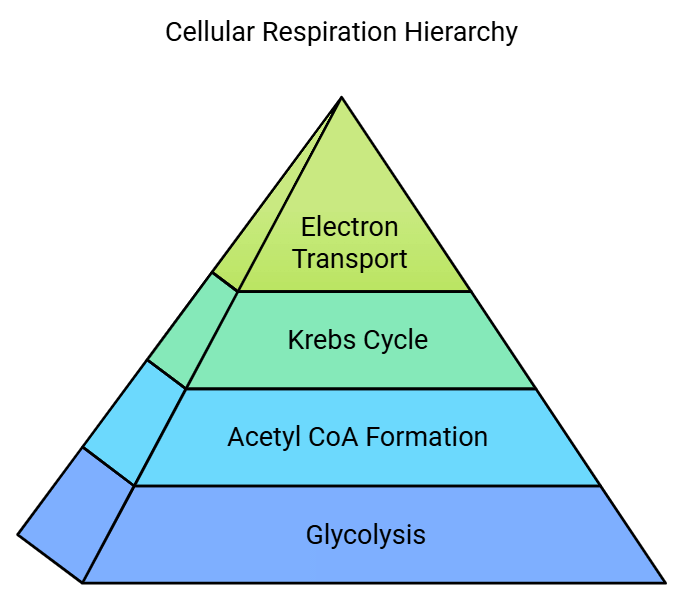 Krebs Cycle or Citric Acid Cycle: Steps, Products & Significance | Biology Class 11 - NEET