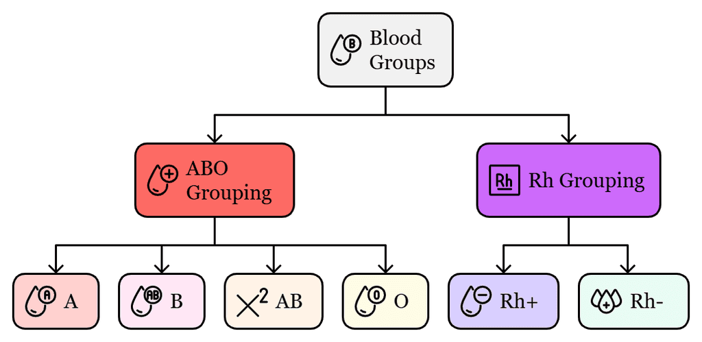Blood Groups, Lymph & Circulatory pathway | Biology Class 11 - NEET