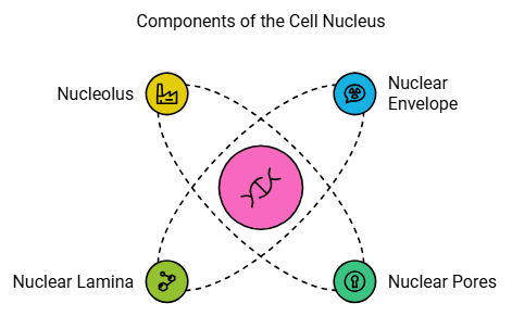 Important Diagrams: Cell - The Unit of Life | Biology Class 11 - NEET